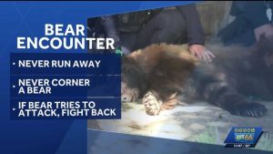 New Mexico Officials Remind Residents Of Bear Safety Steps