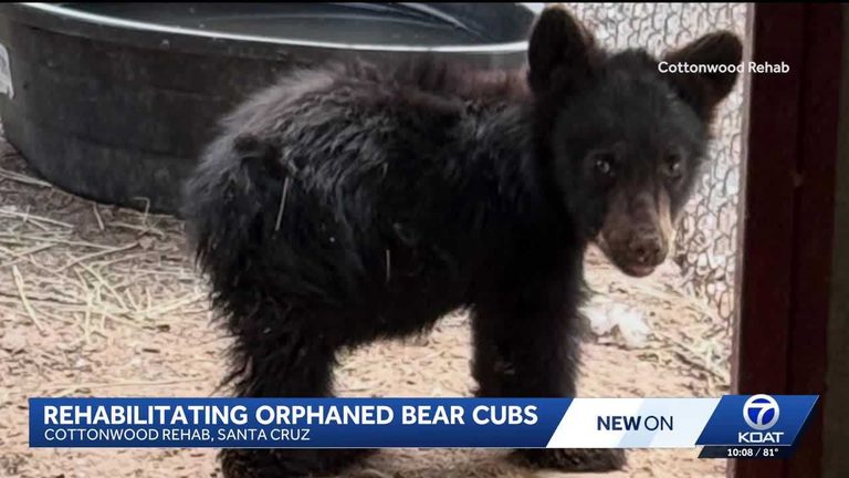 New Mexico Rehab Center Cares For Orphaned Bear Cubs After State Euthanizes Prob