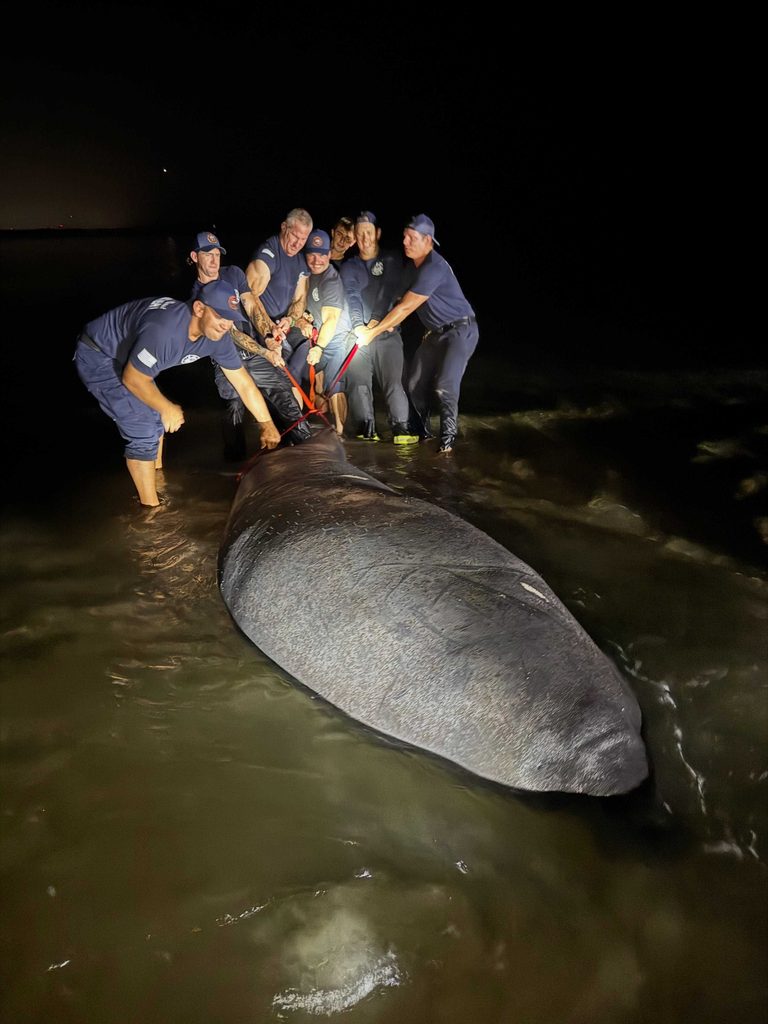 New Smyrna Beach Firefighters Rescue Two Stranded Manatees At Smyrna Dunes Park