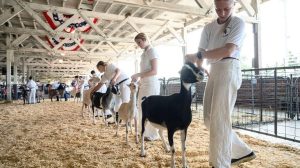 North Carolina Alerts Petting Zoo Visitors After Baby Goats Test Positive For Ra