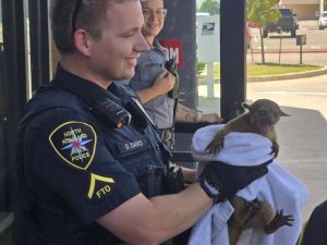 North Richland Hills Police Rescue Exotic Kinkajou From Summer Heat