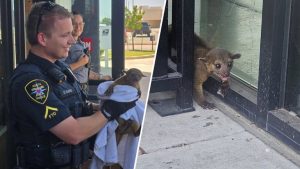 North Richland Hills Police Rescue Exotic Pet Kinkajou From Heat Stressed Busine