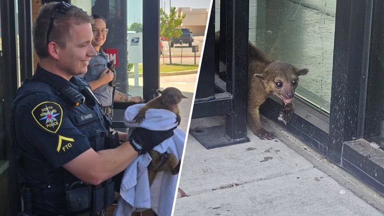 North Richland Hills Police Rescue Exotic Pet Kinkajou From Heat Stressed Busine