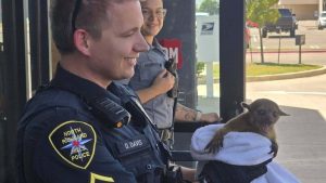 North Richland Hills Police Rescue Overheated Kinkajou Near Rufe Snow Drive