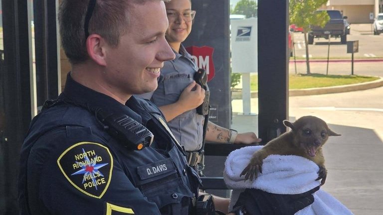 North Richland Hills Police Rescue Overheated Kinkajou Near Rufe Snow Drive