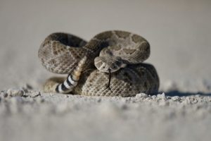 Northport Teen Recovering After Snake Bite