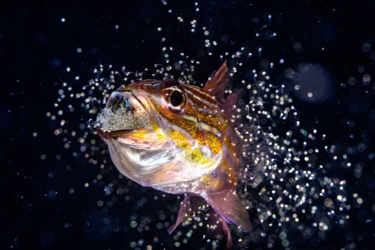 Ocean Photographer Of The Year 2026 Finalists
