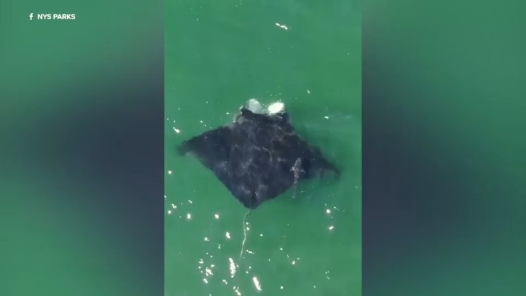 Oceanic Manta Ray Spotted Feeding Near Jones Beach State Park