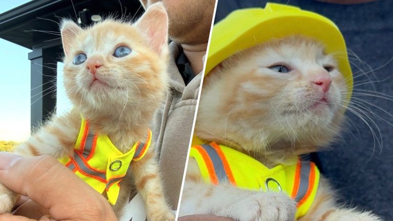 Ohio Construction Crew Welcomes Rescued Kitten Sue To The Job Site