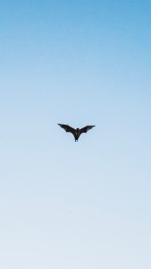 Ohio Officials Investigate Summer Die Off Of Bats Across The State