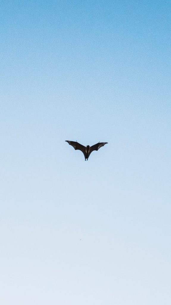 Ohio Officials Investigate Summer Die Off Of Bats Across The State