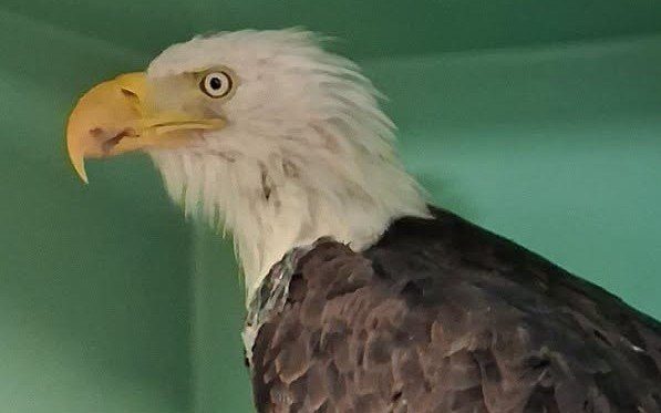 Ojai Raptor Center Clarifies Merchandise Policy