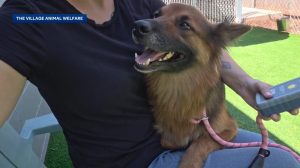 Oklahoma Animal Welfare Group Promotes Pet Microchipping