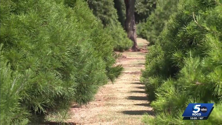 Oklahoma Christmas Tree Farm Battles Heat And Drought