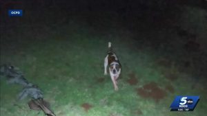 Oklahoma City Police Use Drone To Halt Dog Attack And Locate Owners