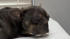 Oklahoma City Vet Tech Rescues Shot Dog Mango Begins Life Saving Care