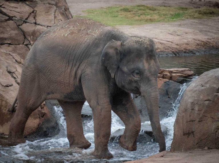 Oklahoma City Zoo S Asian Elephant Expecting
