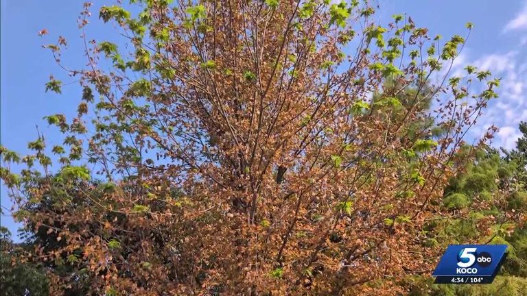 Oklahoma Trees Shedding Leaves Early Amid Flash Drought And Record Heat