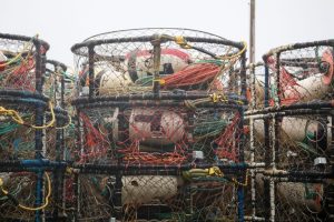 Oregon Fish And Wildlife Commission To Test Ropeless Crab Gear To Protect Whales