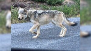 Oregon Wildlife Officials Advise Safe Distance As Young Wolf Roams Central Orego