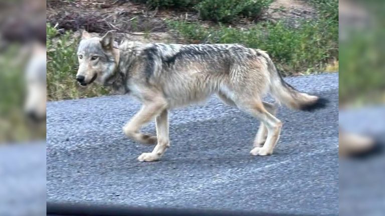 Oregon Wildlife Officials Advise Safe Distance As Young Wolf Roams Central Orego