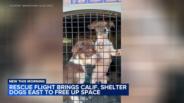 Over 60 Shelter Dogs Arrive In Pennsylvania From California For Adoption