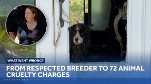 Palm City Woman Faces 72 Animal Cruelty Charges