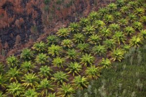 Palm Oil Harvests Disrupted