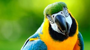 Parrot Attacks Players During Brazilian Soccer Game