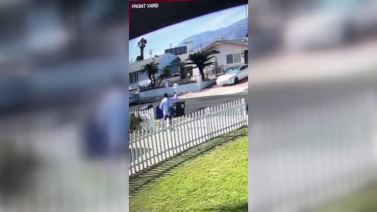 Pasadena Humane Investigates Mail Carrier Alleged Attack On Beloved White Peacoc