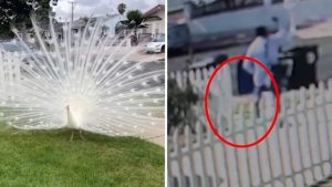 Pasadena Residents Demand Accountability After Mail Carrier Attacks Beloved Neig