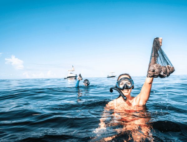 Pasco County Bay Scallop Season Suspended