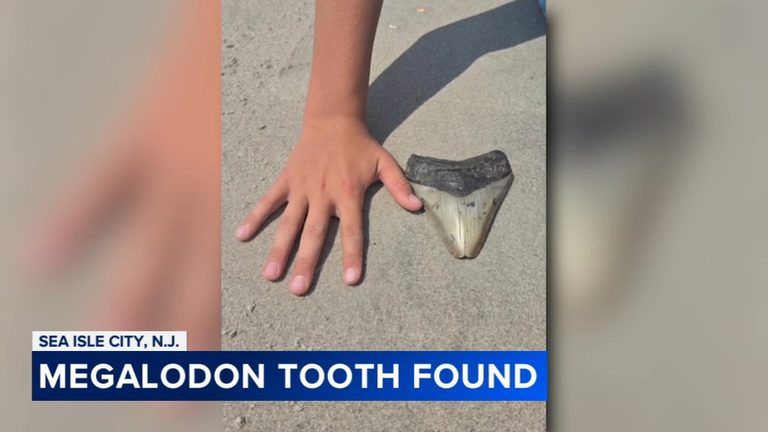 Pennsylvania Family Discovers Prehistoric Megalodon Tooth On Sea Isle City Beach
