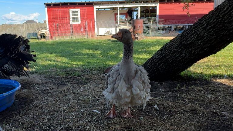 Pet Goose Goosey Alerts Richmond Family To Barn Fire Saves Livestock
