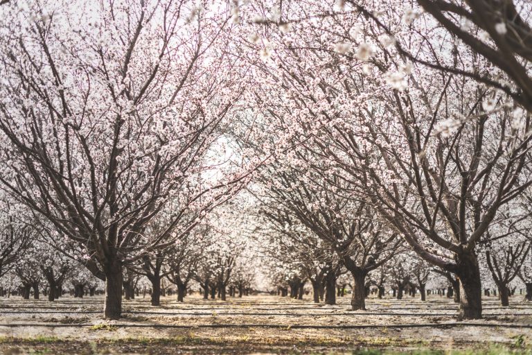 Gilcrease Orchard — Enterprise