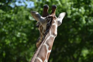 Franke Park Children's Zoo Trail & Nature Center — Fort Wayne