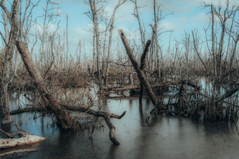 Tuckahoe Slough Preserve — Port St Lucie