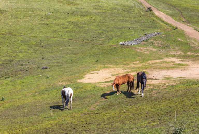 Horse Gulch Open Space — Durango