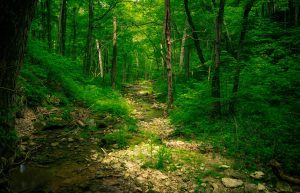 Potato Creek Trail — Bradford