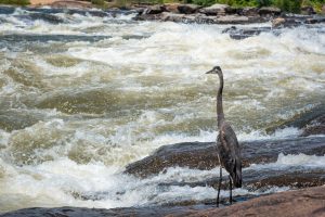 Chattahoochee River Tailwater Trout Fishery (below Oliver Dam) — Columbus