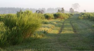 Becker Road Scrub Preserve — Port St. Lucie