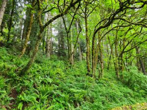 Bluff Trail at Vancouver National Historic Reserve — Vancouver