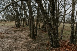 Elmridge Preserve Trail – Wylie — Wylie