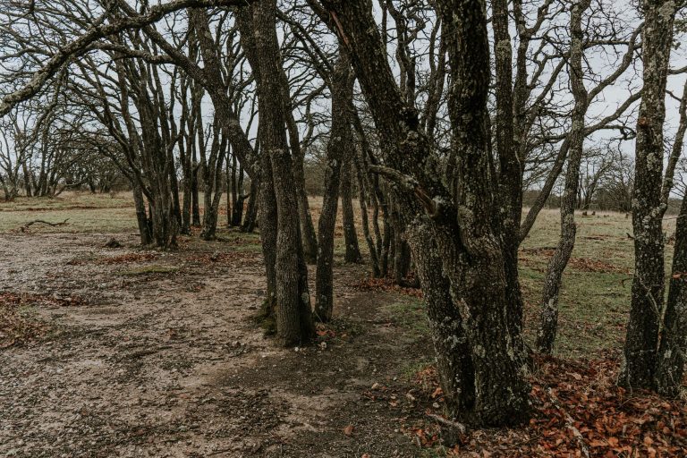 Elmridge Preserve Trail – Wylie — Wylie