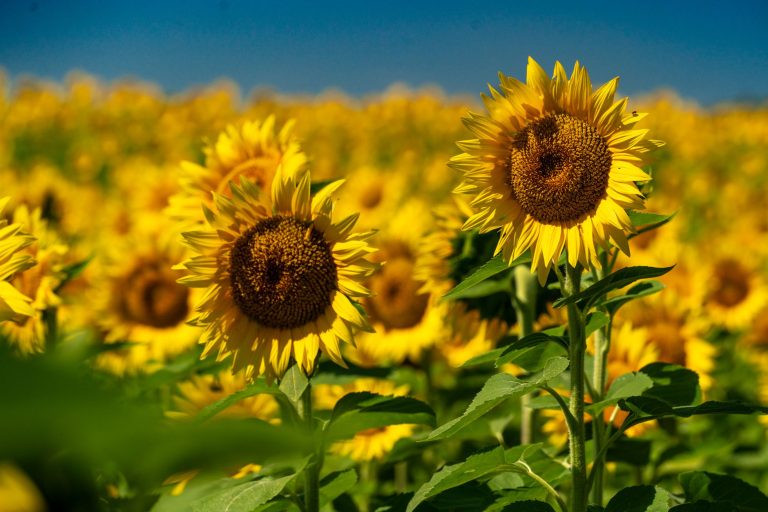 Grinter Farms Sunflower Field — Kansas City