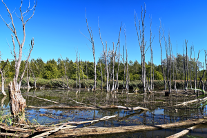 Lake Swamp Wildlife Management Area — Georgetown