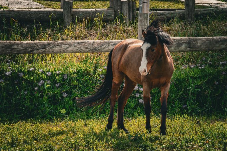 Mustang Creek Estates Equestrian Park – Burleson, TX — Burleson