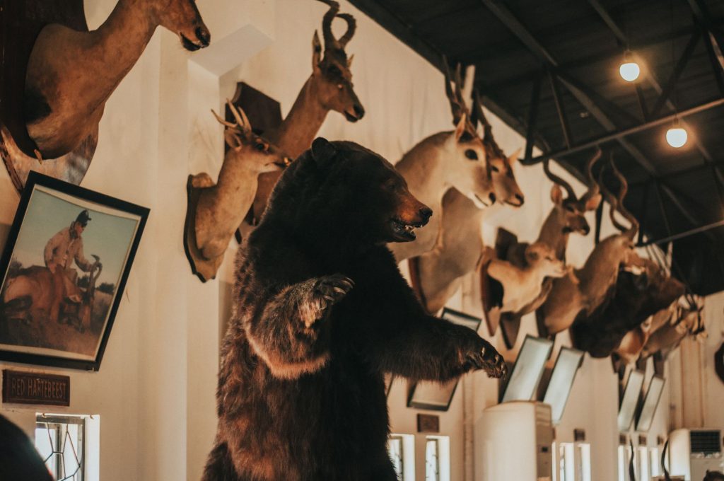 Werner Wildlife Museum — Casper