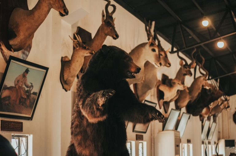 Werner Wildlife Museum — Casper