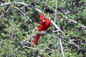 Arizona Raptor Experience — Tucson